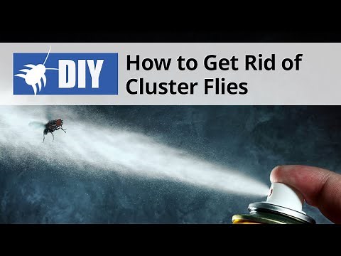 How to Get Rid of Cluster Flies | DoMyOwn.com