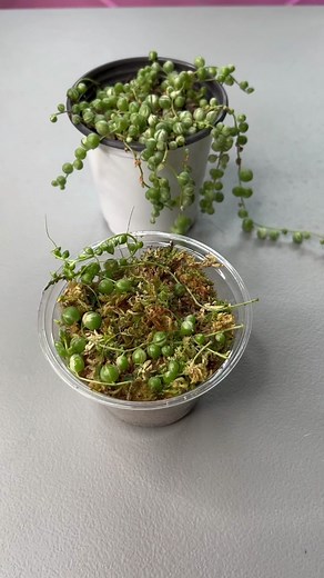 Tips for Growing Variegated String of Pearls Plants