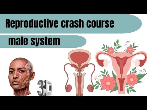 Reproductive crash course / part4 male genital organs 1 🧑‍🧑‍🧒