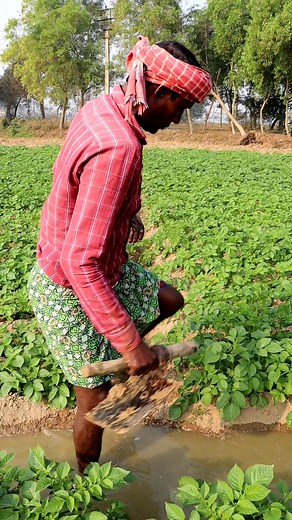 681K views · 3.8K reactions | Furrow Irrigation in Potato Field: Hi...
