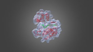 Insulin receptor kinase / IRS2 KRLB peptide - 3D model by British Pharmacological Society (@britishpharmacologicalsociety)
