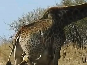 【华哥动物故事】视频已打包，欢迎围观！