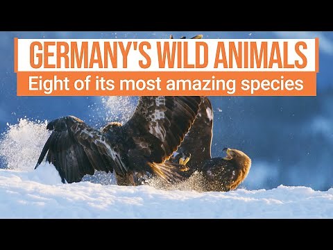 Incredible wild animals you can see in Germany