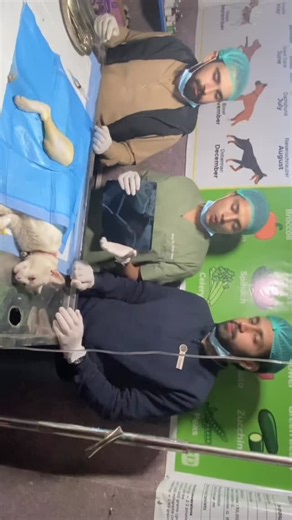 Surg. Dr. Abdul Ahad 🥇 on Instagram: "The use of an intramedullary (IM) rod/pin combined with cerclage wires is a common and effective surgical method for treating specific types of feline femur fractures, primarily long oblique or spiral fractures. Indications and Principles This technique is a popular and affordable option in general veterinary practice, though its success depends on proper application and careful patient selection. Key considerations include: Fracture Type: It is indicated f