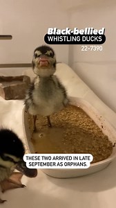 105K views · 3.3K reactions | These two Black-bellied whistling ducks...