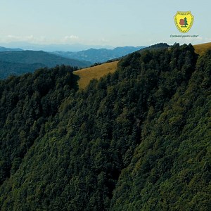 🎥🌲Imagini aeriene superbe cu peisaje din Parcul Natural Muntii Maramuresului ℹ️ Parcul Natural Munții Maramureșului, unul dintre cele 22 de parcuri naționale și naturale administrate de Regia Națională a Pădurilor – Romsilva, este situat în nordul țării și are o suprafață de 133.418 hectare, din care peste 90 de mii de hectare sunt păduri. Fauna din parc este una bogată, aici fiind întâlnite specii precum ursul, râsul, vidra sau lupul, precum și mai multe specii de lilieci. #muntiimaramuresulu