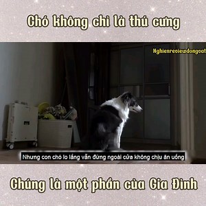 294K views · 19K reactions | "Chó không chỉ là vật nuôi, nó là một phần của gia đình Dù bạn nghèo hay giàu, sức khỏe hay bệnh tật Chúng sẽ luôn ở bên cạnh bạn và không bao giờ rời xa" | Củ Cải Pet Shop | Facebook