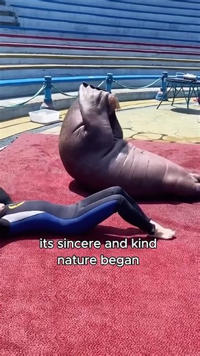 The ugliest walrus earns respect with genuine kindness #animals #love #shorts | Paws Life