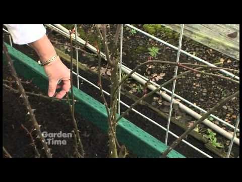 Pruning Climbing Roses