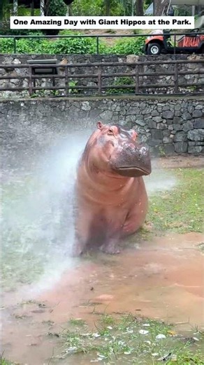 Have you ever seen a hippo this big before?