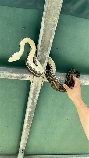 95K views · 3K reactions | A Netball watching Python alongside a misidentified Tree Snake! Double Dan for todays video featuring a cheeky Coastal Carpet Python laying back enjoying some netball & a misunderstood & misidentified Common Tree Snake! Its a cracker! Enjoy! Call us anytime! 0409 536 000 or 0408 545 440 Sunshine Coast, Gympie, Noosa, Moreton Bay, Brisbane & Logan! | Sunshine Coast Snake Catchers 24/7 | Facebook