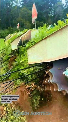 Modern Peanut Harvesting Process #agritech