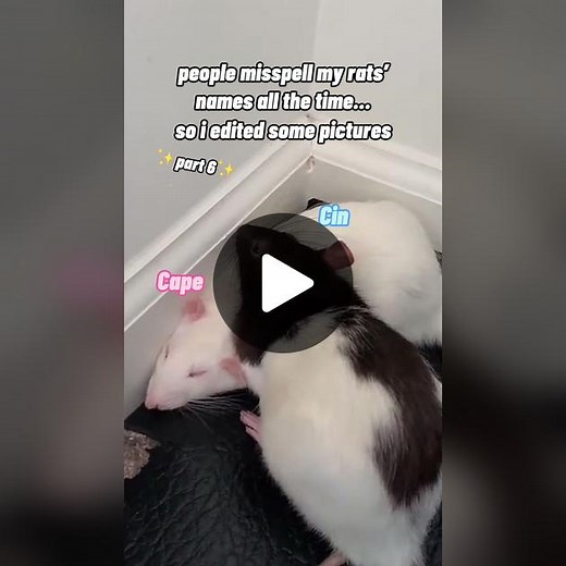Editing Funny Pictures of My Rats | Scheming Rat Meme