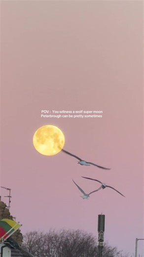 Wolf Moon: A Journey Through Cold Winter Nights