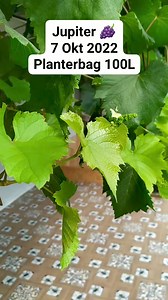 3.6K views · 22 reactions | Jupiter grapes . 7 okt 2023, Planterbag 100L | Grafting Examples | Facebook