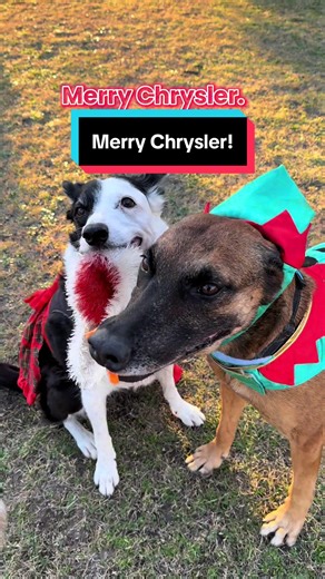 Happy Crimmus and Merry Crisis Wishes from Zilla and Pogo