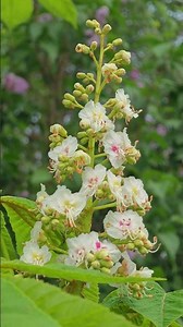 Horse Chestnut and Common Lilac Flowers in Spring