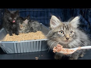 Kitten rescue: winter floofs in Brooklyn