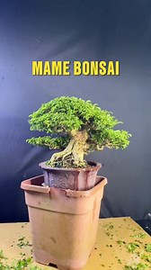 Mame bonsai!Mame bonsai is a style of bonsai cultivation that originated in Japan, focusing on creating miniature trees in small pots. The word "mame" literally means "bean" in Japanese, symbolizing the small size of these bonsai trees. #bonsai | Romeo Antipuesto Jr