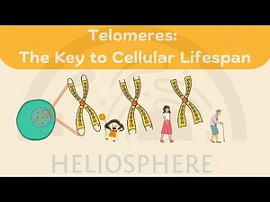 ❌❌Telomeres: The Key to Cellular Lifespan
