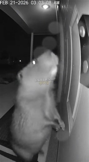 Check your door without leaving the couch 🛋️👀 #VideoDoorbell #WirelessSecurity #HomeUpgrade #SmartLiving #TechReels | Watch my door