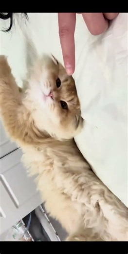 Cute Fubao's Younger Brother with Long Golden Locks