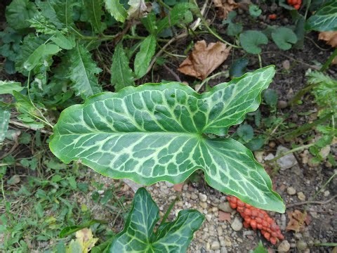 Horticulturalist shows wintergreen tuberous plant Arum italicum 'Marmoratum' and a slug [4K]