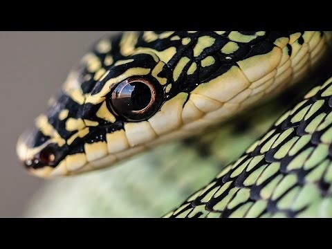 THAJSKO : ZEMĚ HADŮ (dokumentární film)