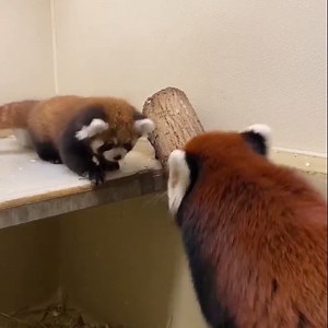 Baby Red Update 🍼 🦊 Adira now weighs over 2280g and is spending more and more time out of the nest box. She definitely has her legs now! She's more mobile and still a little slow going down logs but great at climbing them. Three months old is when they start investigating solid foods and she's already mouthing bamboo and will watch Ila eat fruit and her biscuits. #BabyRed | The Toronto Zoo