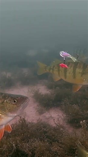 A mini glide bait is a must-have if you enjoy targeting panfish through the ice. The Twitchin Puppet darts and glides to imitate a dying baitfish and the glass finish mimics their translucent appearance. | Scheels Outdoors