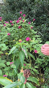 10K views · 443 reactions | Doug is very excited to introduce this late blooming perennial from the mountains of Mexico - Salvia puberula 'Hidalgo'. The hot pink fuzzy flowers are perched atop 6-foot-tall stems clothed in rough, fragrant foliage. Fully hardy in zone 7b, this plant is drought tolerant, deer resistant, and a favorite of pollinators. Zones: 7b to 9b, at least. #salvia #fallflowers #sunplants #deerresistant #perennials | Plant Delights Nursery, Inc. | Facebook