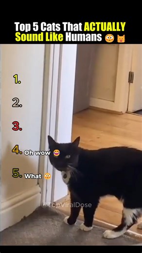 Top 5 Cats That ACTUALLY Sound Like Humans 😳🐱
