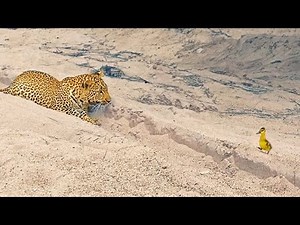 Innocent Baby Bird Walks up to Leopard - Crazy Ending | Ruby Life