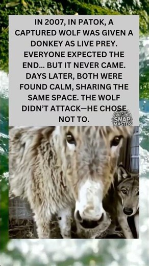 The Wolf That Refused to Hunt 🐺💔