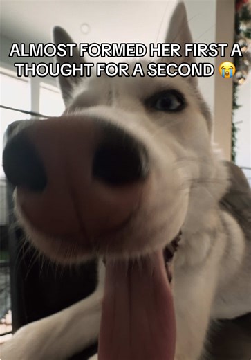 “wait what if like…..nah” 😭 #huskysoftiktok #fyp #dogsoftiktok | Husky