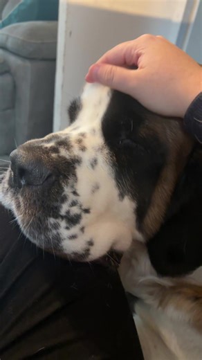 Barney and Bella ❤ (@barneyandbella)’s videos with original sound - maya