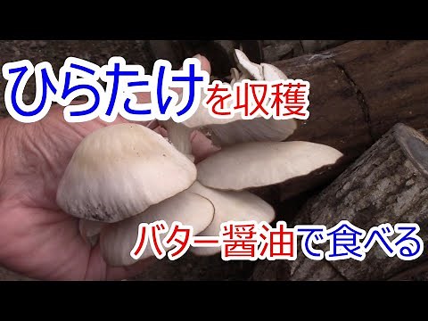 ヒラタケを収穫してバター醤油で試食 2020.10.17