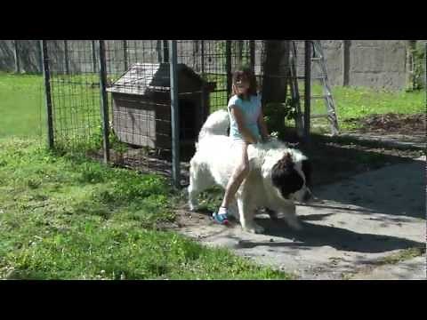dog riding