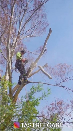 How to prune a Eucalyptus tree. Professional arborist in action.