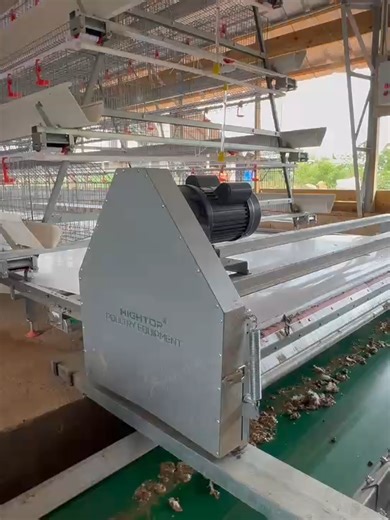 Hightop A Type Automated Cage and Manure Removal System Demonstration#chickencage #chickenfarm #hightopcage #layerfarm #layercage #layerfarmers