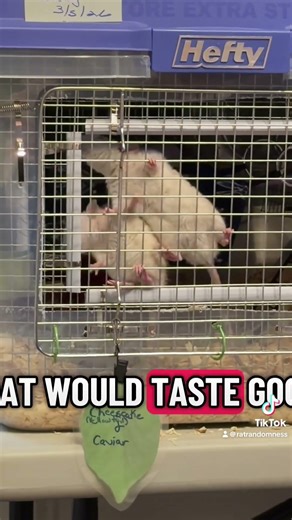 They crave Nachos
