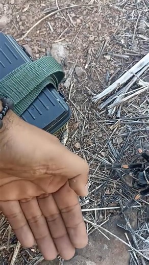 #A wolf spider was spotted outdoors in the US. #WolfSpider #LegalPhotographyAbroadDo notimitate domestically | Global hunt | Facebook