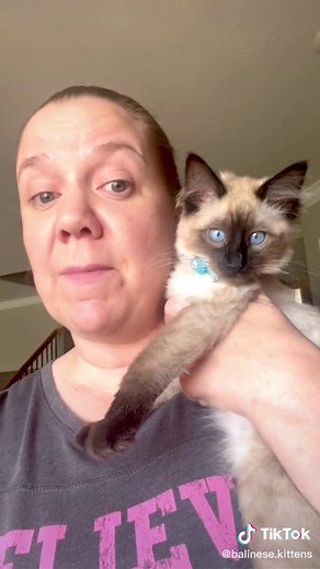 Old Style Balinese, also called applehead Balinese are what I bred. Why are they called applehead? Watch this video to find out! #applehead #oldstylebalinese #balinesekitten #sealpointbalinese #fluffykittens #fluffykitten #bigheartedbreeders #availablekitten #availablekittens #hypoallergeniccat
