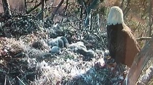 18K views · 395 reactions | Nap time on the bald eagle nest! 礪 These little eaglets will grow to nearly adult size just 10-12 weeks after hatching, so food and rest are top priorities! You can stop by the visitor center to see the live feed (sorry it's not available online). | Chincoteague National Wildlife Refuge | Facebook