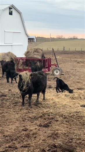 Discover Unique Cow Moments on TikTok