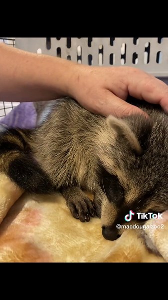 Meet Riley: Wildlife Rehab Success Story