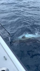 1.9M views · 11K reactions | Another good day on the Bluefin grounds aboard the OIFC Freeman with Capt. Brant. The crew did good work to boat this 95”, 450# Bluefin. | Ocean Isle Fishing Center | Facebook