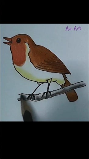 Robin #colourpencildrawing #bird #art #easydrawing #shorts #reels #robin #rockinrobin #aveartz #draw