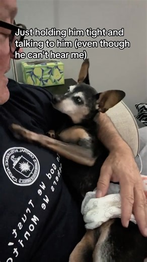 What is doggy dementia? As dogs age, just like humans, they can experience a decline in cognitive function known as Canine Cognitive Dysfunction Syndrome, or CCD. This condition is similar to Alzheimer's disease in humans. The primary symptoms of doggy dementia include disorientation, confusion, and changes in behavior. You may notice your dog getting lost in familiar places, forgetting previously learned commands, and becoming less responsive to cues. They may also exhibit obsessive behaviors o