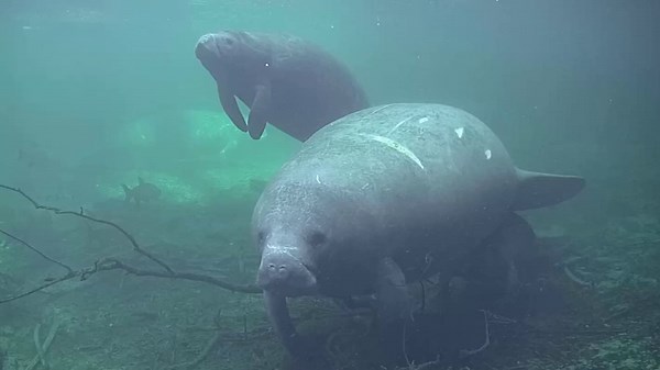 Homosassa Springs Underwater Manatees